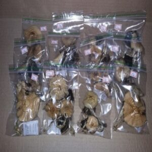 Psilocybe Cyanescens