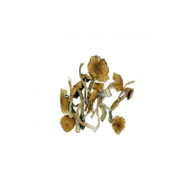 Golden teacher mushrooms Golden teacher mushrooms