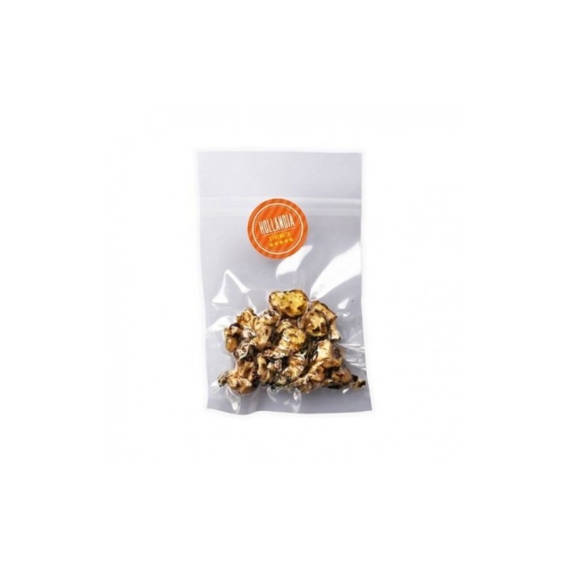 Psilocybe Hollandia