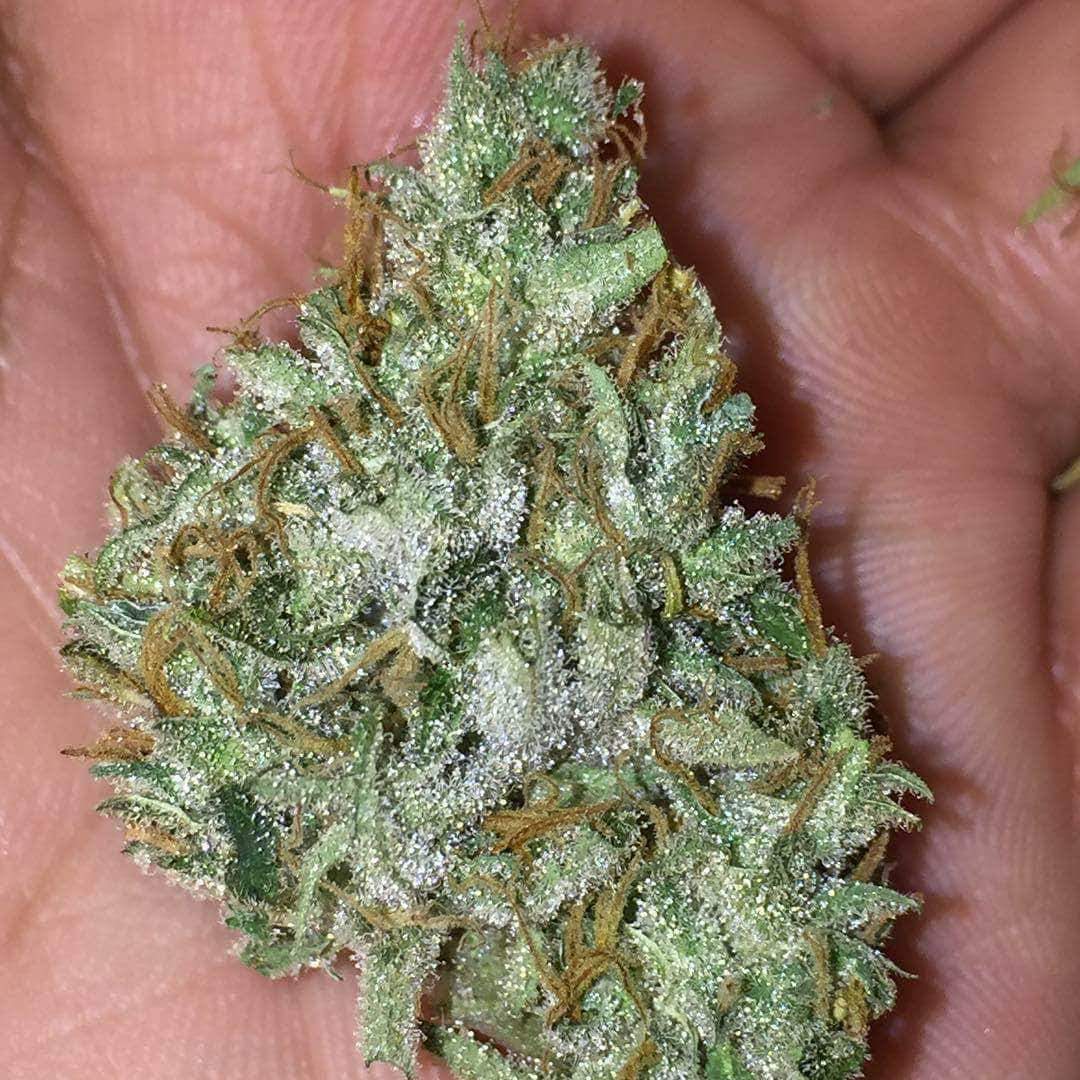 buy Time Traveler kush online
