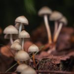 psychedelic_mushrooms120220.jpeg