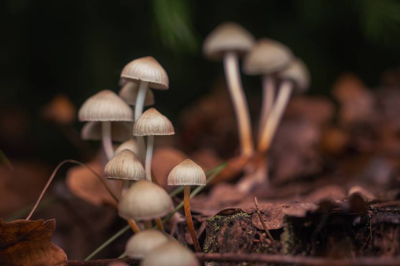 psychedelic_mushrooms120220 psychedelic_mushrooms120220.jpeg